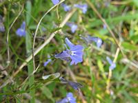 Lobelia kirkii fl5-t.JPG